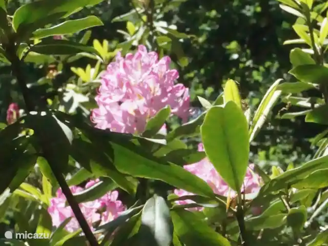 El Broekhof en Países Bajos, Güeldres, Klarenbeek - casa vacacional Rododendro en flor en el bosque