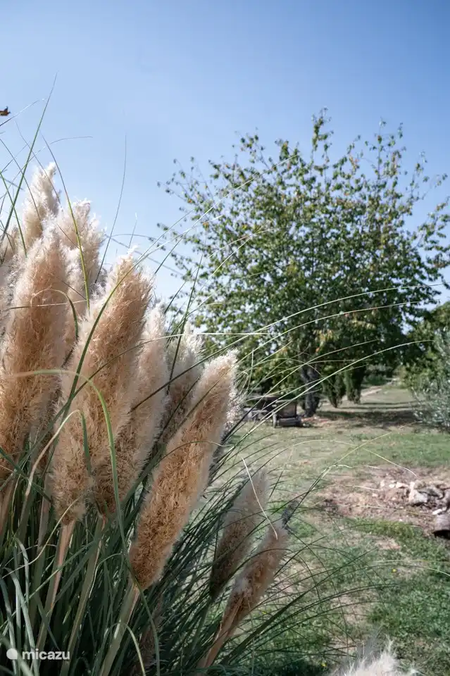 Der Kirschbaum spendet den nötigen Schatten