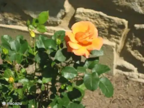 Romantic rose bush for the home