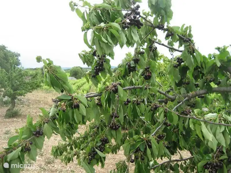 Plenty of cherries in May and June. Can also pluck in the orchards in the area