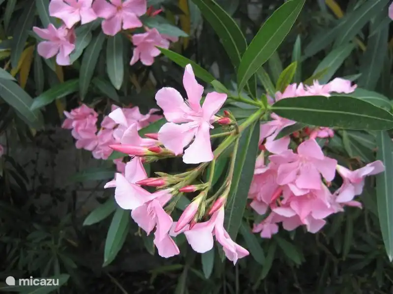 Oleanders flourish exuberantly in the sunny south of the Ardèche.