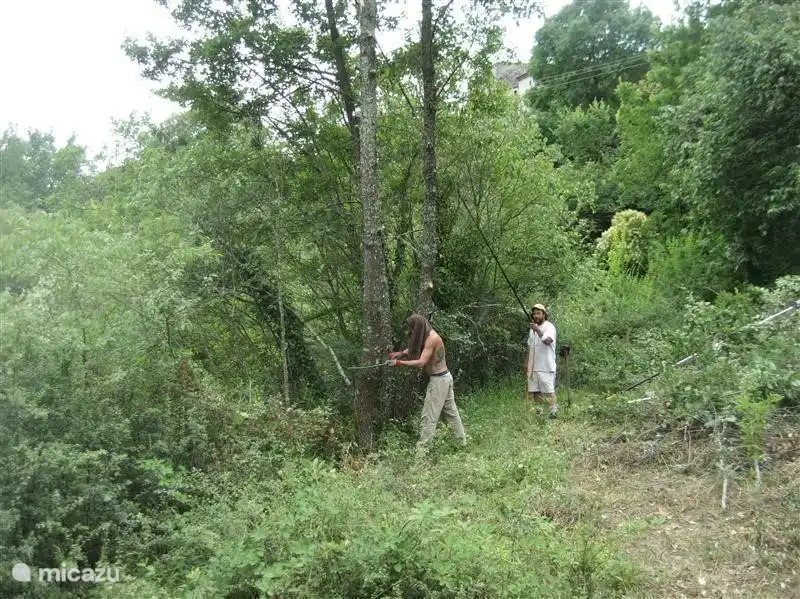 Maintenance of woodland