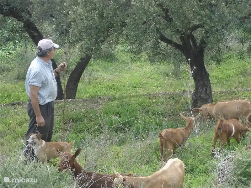 Für die Villa der Hirte mit seinen Ziegen