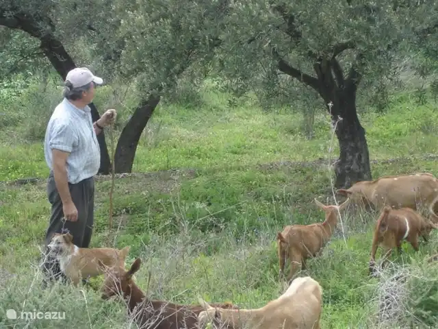 El Ancla huren in Spanje, Andalusië, Sayalonga - villa Voor de villa de herder met zijn geiten