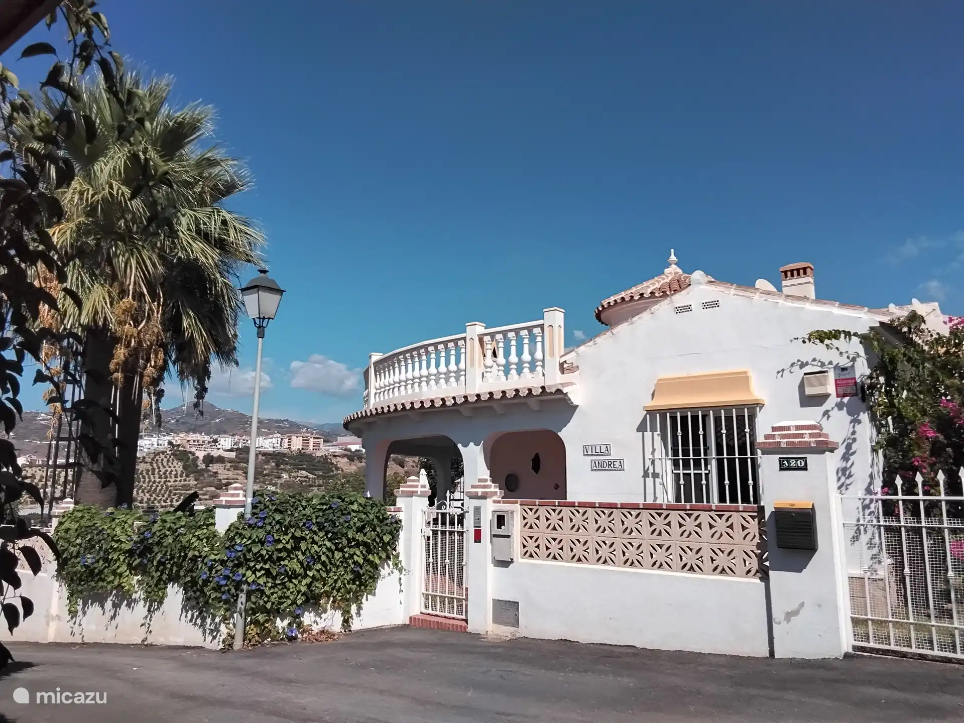 Foto vom Oktober 2024, die Palmen noch nicht beschnitten. Der Rückschnitt erfolgt jeden Winter. 