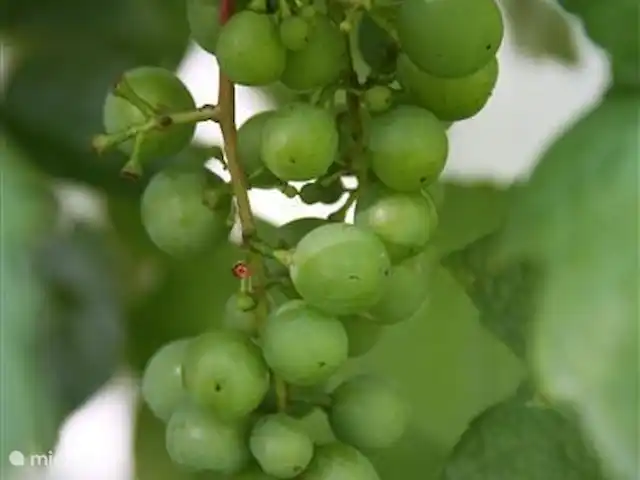 Playa en Países Bajos, Holanda del Norte, Bergen - casa vacacional Uvas en huerto cerrado de más de 1100 mm2