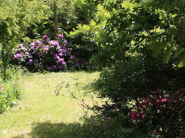 Playa en Países Bajos, Holanda del Norte, Bergen - casa vacacional césped pequeño