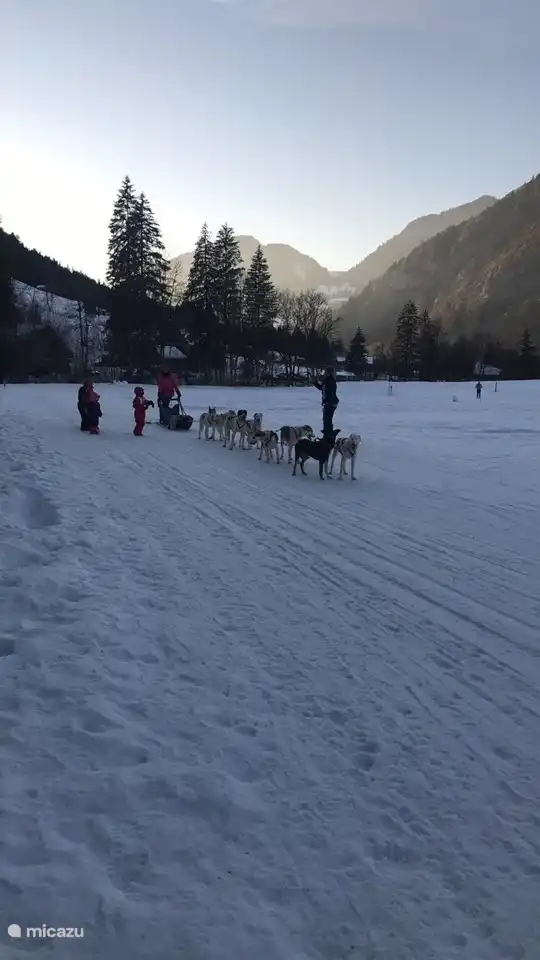 Faites un tour avec les chiens de traîneau.