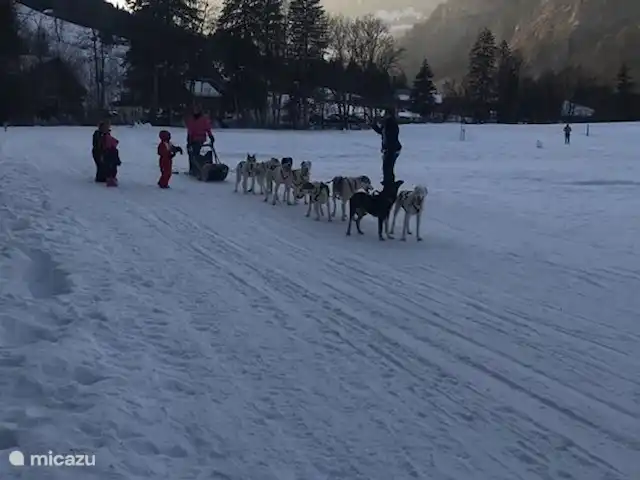 Les Fledds huren in Frankrijk, Haute-Savoie, La Chapelle-d'Abondance - appartement Met de sledehonden een ritje maken.