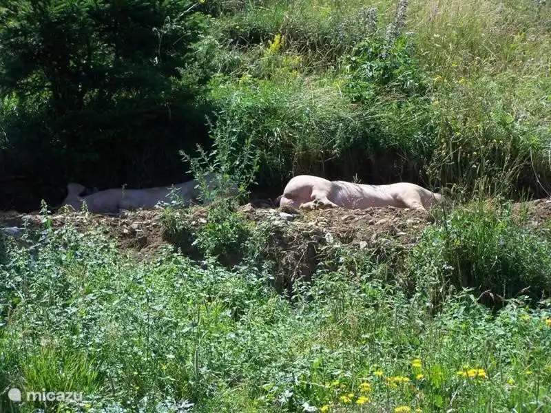 De cette façon, vous pourrez également profiter du calme et du soleil. Gasthof lLambrechtbauer a une terrasse avec une vue fantastique sur la vallée et est le point de départ de plusieurs belles promenades (circulaires).