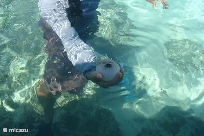 Un pez globo en la isla de menjangan, siempre acompañado de un guía