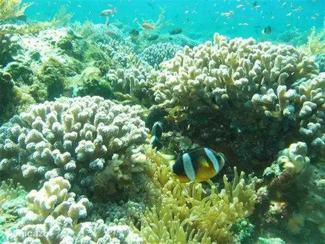 villa en Indonesia, Bali, Pemuteran – Villa Bukit Kaja Kauh esnórquel y buceo.