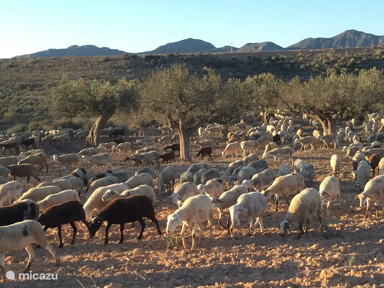Votre propriété est très proche de la côte. Promenez-vous dans les environs de la Casa Mirador et rencontrez le berger avec son troupeau.