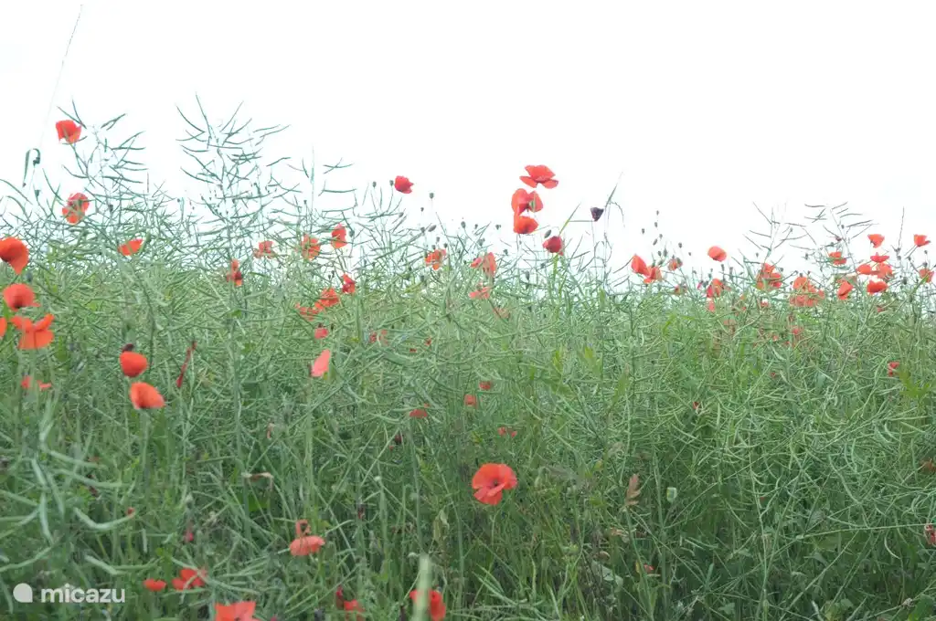 sommerliches Mohnfeld neben dem Park