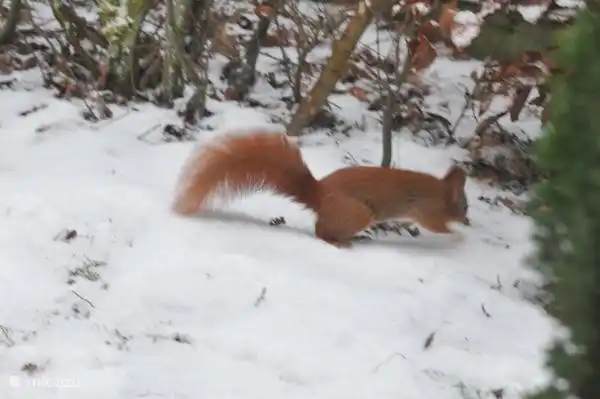 Eichhörnchen im Garten