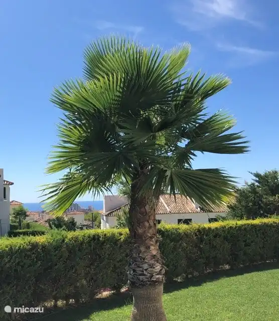 Onze palm wordt elk jaar fraaier!