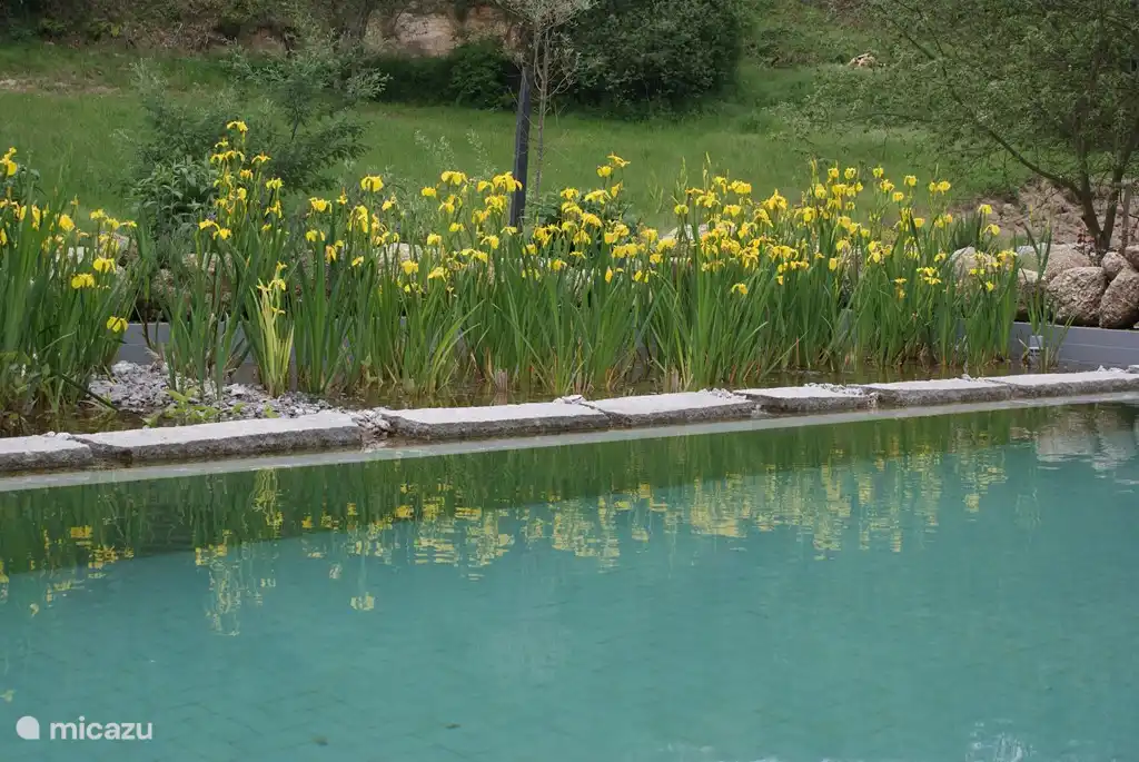 Kristalhelder en veilig zwemwater door natuurlijke filtering met stenen en planten. gedeeld zembad