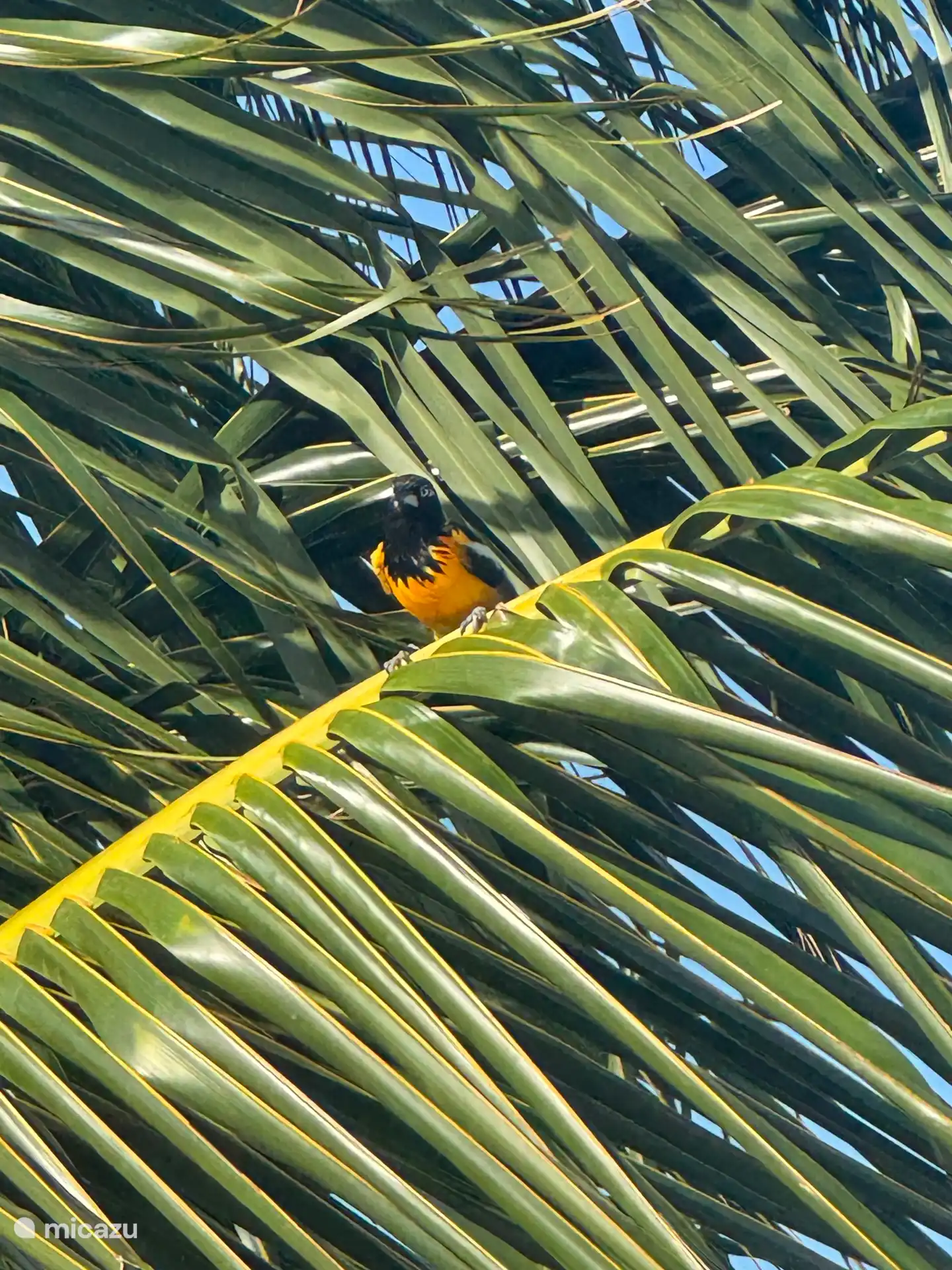 Vögel in der Gegend