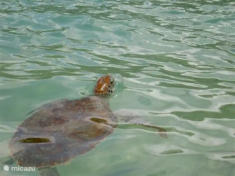 Die Schildkröten können regelmäßig in der Bucht gesehen werden