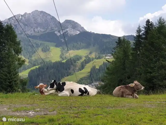 Chalet Giusto aan de Piste 6 pers. huren in Oostenrijk, Karinthië, Kötschach-Mauthen - villa Puur natuur