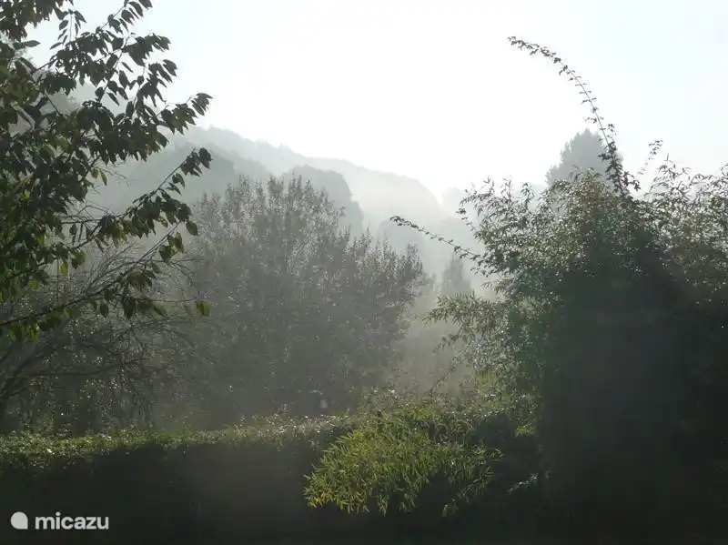 Vue sur la forêt tôt le matin