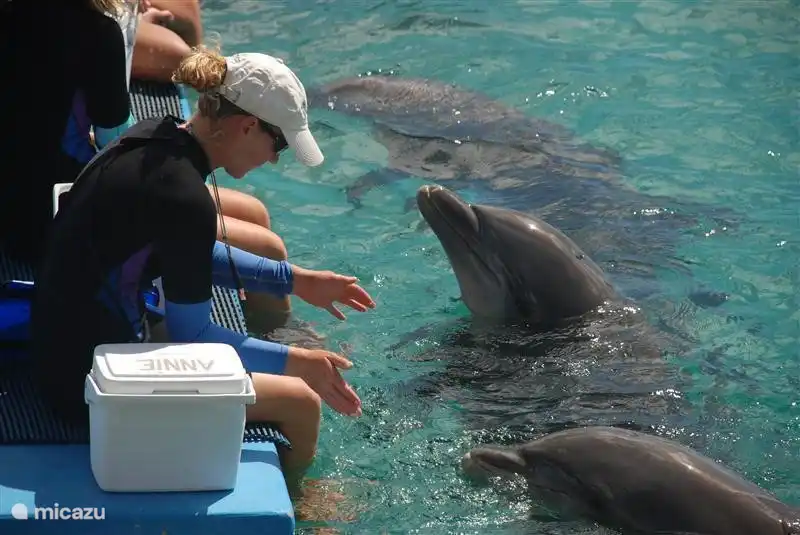 nager avec les dauphins