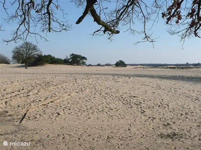 Bare Dünen, ein einzigartiger Ort im Nationalpark Het Drents-Friese Wold