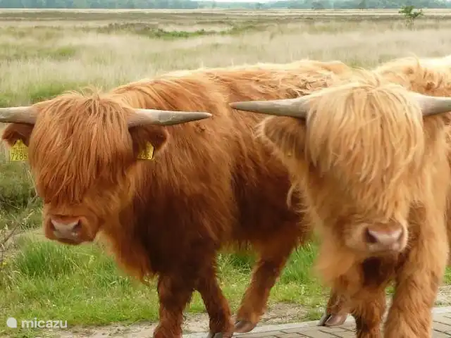 Appelscha 'De Griene Romte' en Países Bajos, Frise, Appelscha - casa vacacional Bienvenida muy hospitalaria garantizada.