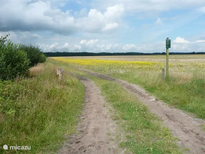 Der erste Schmetterling Reserve in den Niederlanden: Gehen und Radfahren als dieser einzigartigen Doldersummerveld in