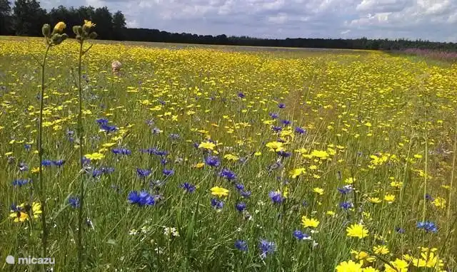 Die schönen Blumen im Ersten, frei zugänglichen Schmetterlingsreservat der Niederlande.