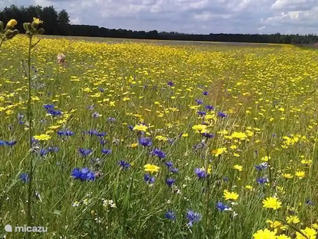 Appelscha 'De Griene Romte' en Países Bajos, Frise, Appelscha - casa vacacional El esplendor de las flores en la primera Reserva de Mariposas de libre acceso en los Países Bajos.