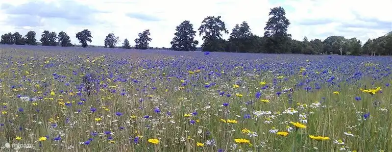 Blaue Kornblumen im Schmetterling Reserve