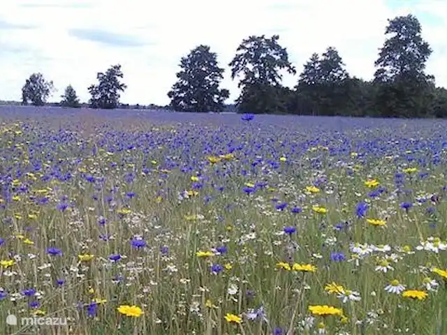 Appelscha 'De Griene Romte' en Países Bajos, Frise, Appelscha - casa vacacional Acianos azules en el santuario de mariposas