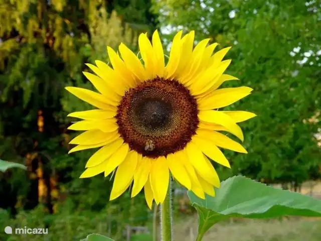 Maison Le Bip | France, Haute-Vienne, Saint-Sulpice-les-Feuilles - villa Tournesols à gogo
