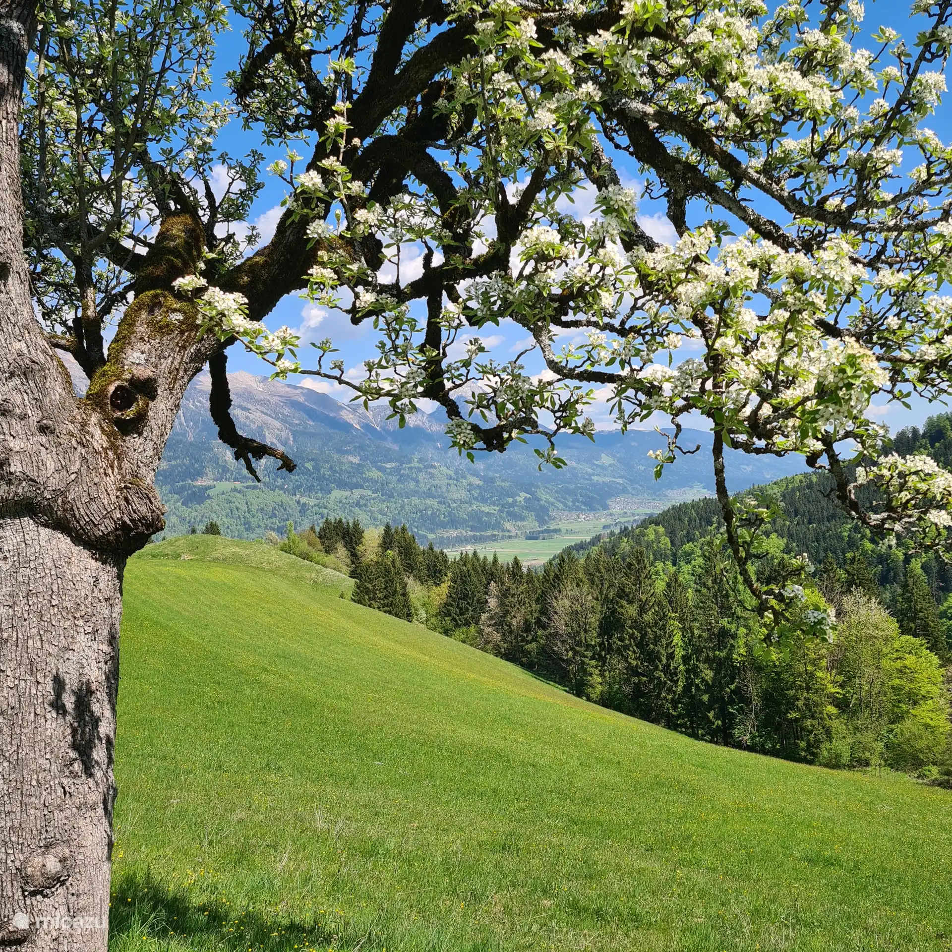 View from Lamprechtbauer May 2025