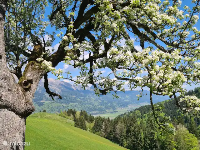 Alpenruhe | Autriche, Carinthie, Kötschach-Mauthen - maison de vacances Vue de Lamprechtbauer mai 2025