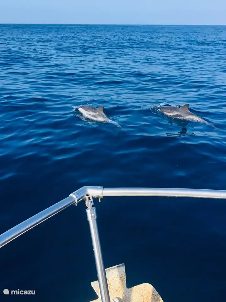Von Puerto de Mazarron aus besteht täglich die Möglichkeit, an einem Ausflug teilzunehmen, bei dem es darum geht, Delfine und manchmal sogar Wale zu sichten. Immer in kleinen Gruppen, also viel persönliche Aufmerksamkeit.