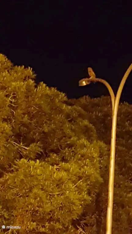 belle photo nature du hibou