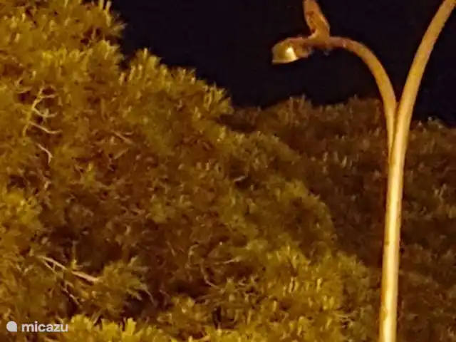 Casa cerca de dunas y mar en La Mata en España, Costa Blanca, La Mata - casa vacacional hermosa foto de la naturaleza del búho