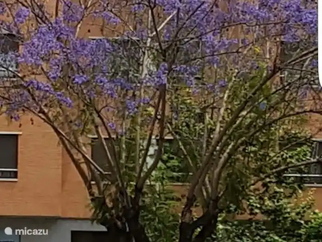 Casa cerca de dunas y mar en La Mata en España, Costa Blanca, La Mata - casa vacacional hermoso arbol en alicante
