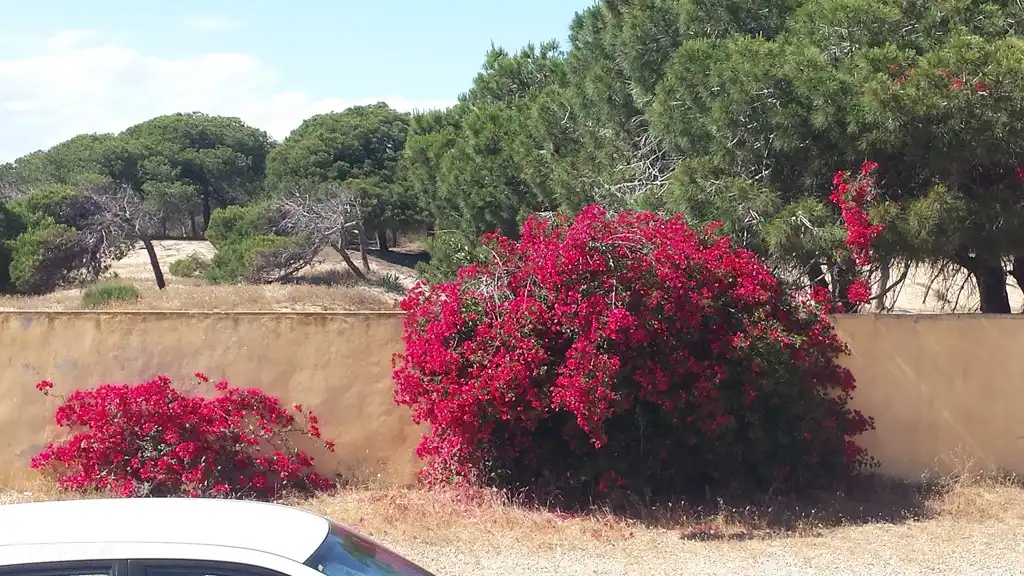 vue devant la porte buisson fleuri