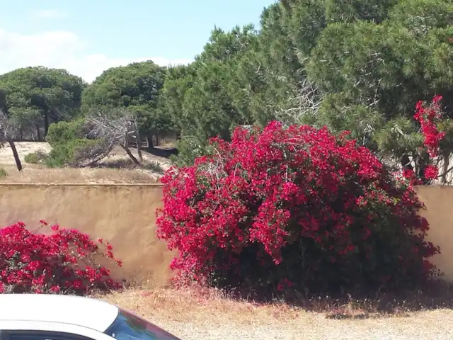 Casa cerca de dunas y mar en La Mata en España, Costa Blanca, La Mata - casa vacacional vista frente a la puerta arbusto en flor