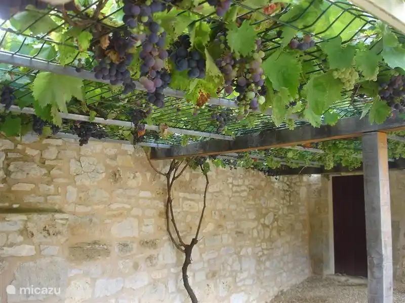 Grapes on our cour