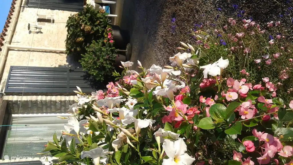 Wir halten eine Menge Blumen.