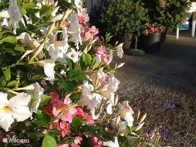 Location de vacances Le Clos Robert | France, Vendée, Longeville-sur-Mer - maison de vacances Nous aimons beaucoup les fleurs.