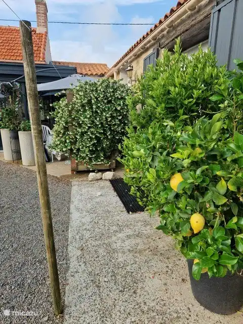 Wunderbares Klima: Zitronenpflanzen gedeihen gut!