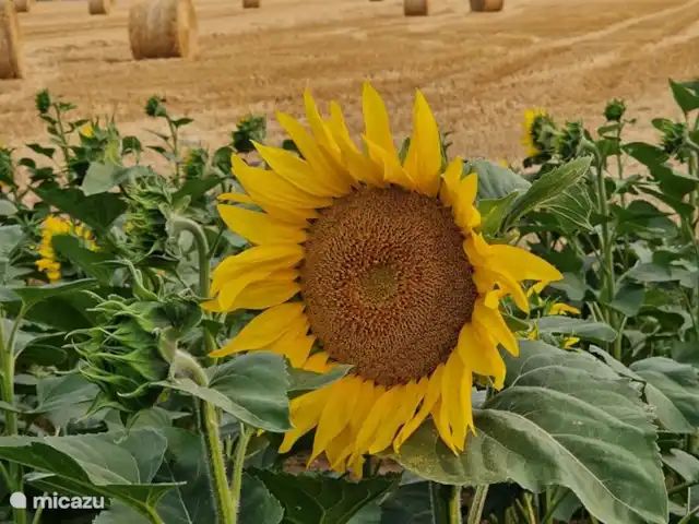 Location de vacances Le Clos Robert | France, Vendée, Longeville-sur-Mer - maison de vacances Des tournesols sont régulièrement plantés dans le champ derrière. Parfois aussi du lin, du maïs ou du maïs.