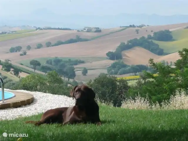 Casa d'Oro | Italie, Marche, Corinaldo - maison de vacances Votre animal de compagnie est également le bienvenu chez nous, sous réserve de consultation