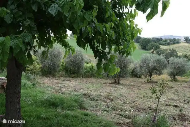 Feel comfortable in your own olive grove