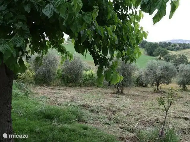 Casa d'Oro | Italie, Marche, Corinaldo - maison de vacances Sentez-vous chez vous dans votre propre oliveraie